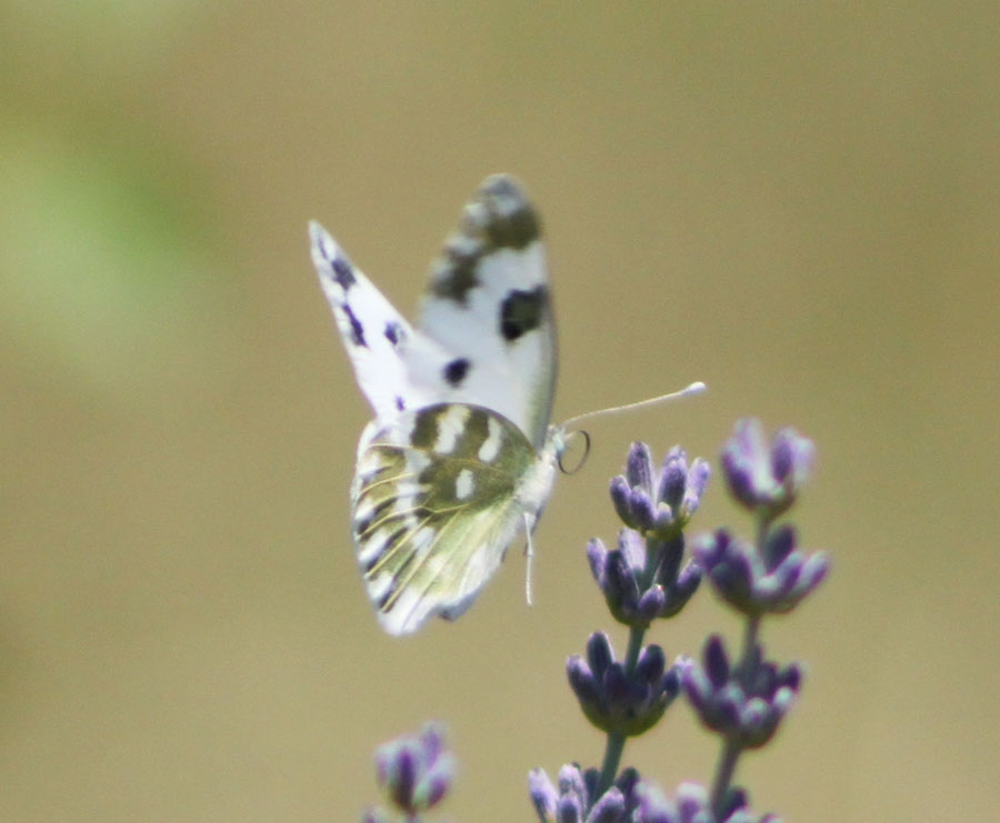 Pontia edusa ?